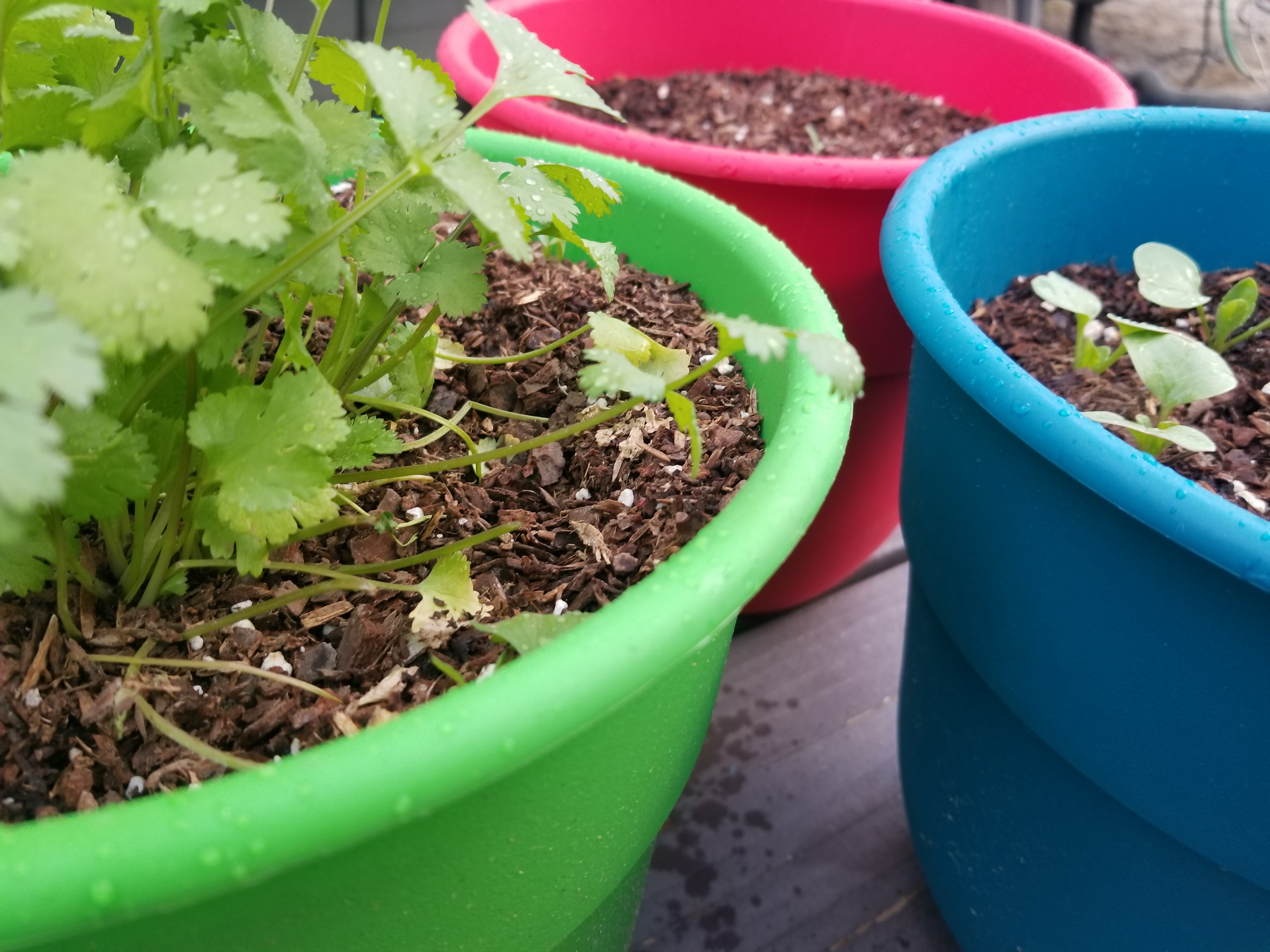 Gardening in an RV