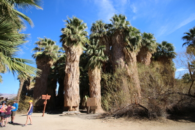 McCallum Trail at Coachella Valley Preserve